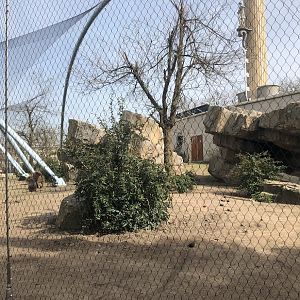 Rotterdam Zoo- gelada outdoor enclosure- 2022