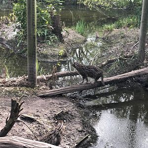 Rotterdam Zoo- fishing cat observing a heron- 2022