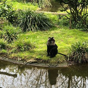 Rotterdam Zoo- lion-tailed maqacue- 2022