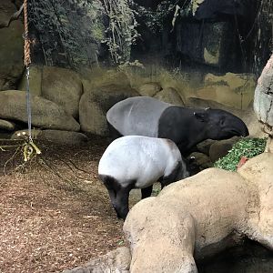 Rotterdam Zoo- Malayan tapir mother and calf- 2022