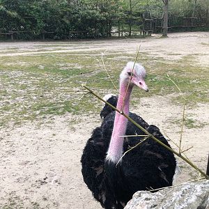 Rotterdam Zoo- male ostrich- 2022