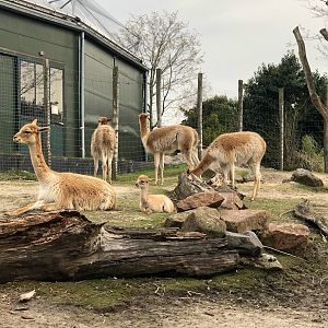 Rotterdam Zoo- vicugna group with foal- 2022