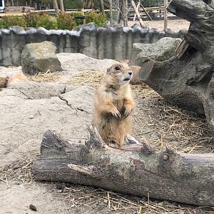 Rotterdam Zoo- black-tailed prairie dog- 2022