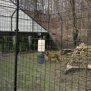 Kemala the Sumatran Tiger