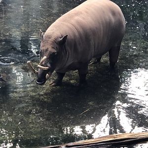 Bucky the Babirusa