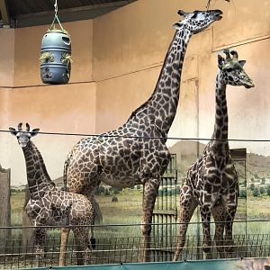 Matumaini, Amani and Mstari (L to R)