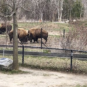 Bison Bulls having an intense Battle of the Bachelors