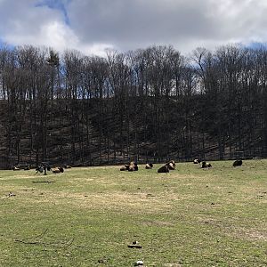 Females in the bachelorette field