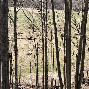 Upper view of the Bison herd