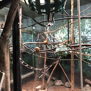 The newly renovated indoor South American primate exhibit