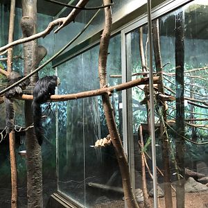 The White-Faced Sakis watching their Neighbours