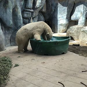 Juno the Polar Bear playing with a barrel