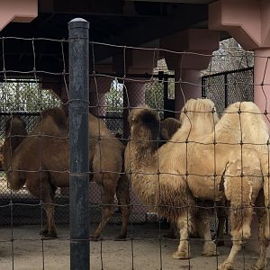 Zip the Bactrian Camel showing interest in the females