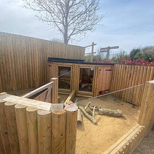 Zorilla and Dwarf Mongoose Enclosures