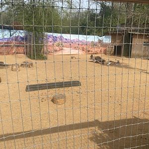 Red Kangaroo Enclosure
