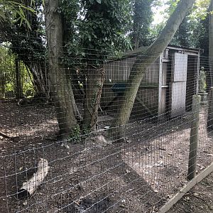 Raccoon Dog Enclosure