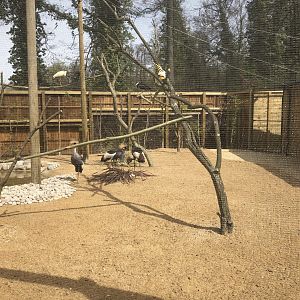 Nice Aviary mixed with Crane, Ibis and Spoonbill.