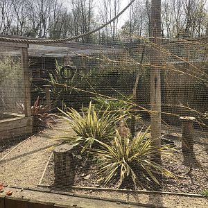 Ring-Tailed Lemur Enclosure