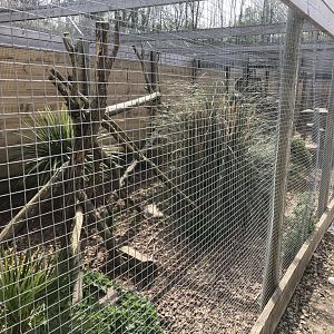 Corsac Fox Enclosure