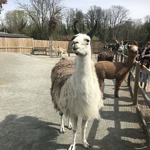 Mixed Llama and Alpaca Enclosure