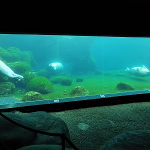 Walrus underwater viewing