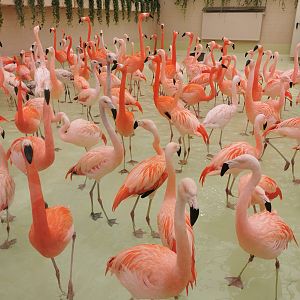 Flamingo indoors