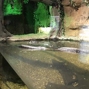Dwarf crocodile enclosure