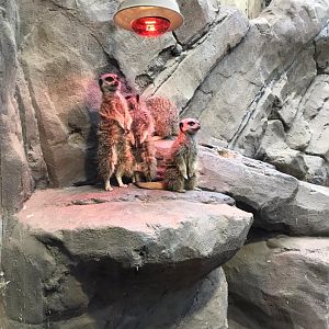 Meerkats