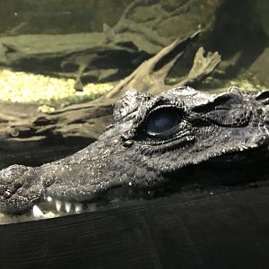 Dwarf crocodile