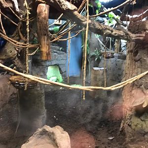 Common marmoset enclosure