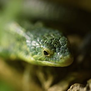 Abronia vasconcelosii