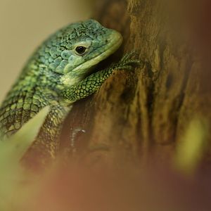 Abronia vasconcelosii