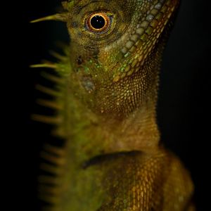 Acanthosaura bintangensis