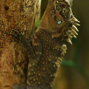 Acanthosaura lepidogaster