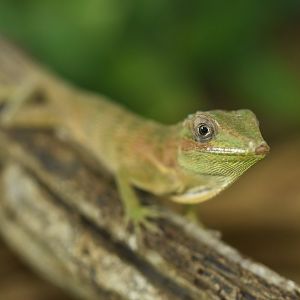 Anolis equestris