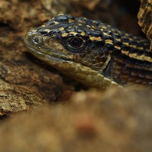 Broadleysaurus major