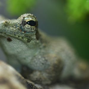 Chiromantis rufescens