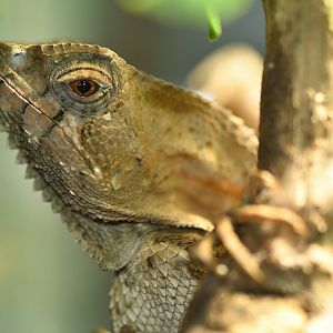 Corytophanes cristatus