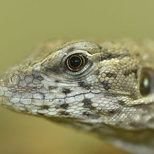 Ctenosaura quinquecarinata