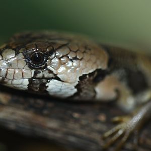 Cyclodomorphus gerrardii
