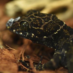 Cyrtodactylus consobrinus