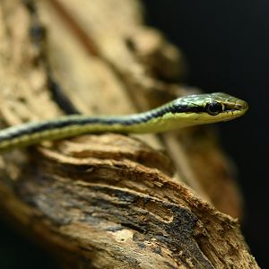 Dendrelaphis pictus