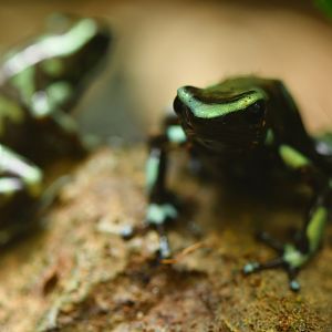Dendrobates auratus