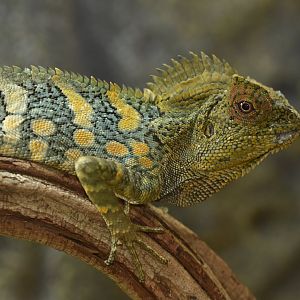 Gonocephalus chamaeleontinus