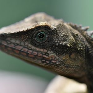 Gonocephalus robinsonii