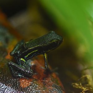 Hyloxalus azureiventris