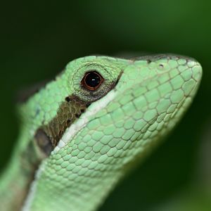 Laemanctes longiceps