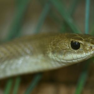 Leioheterodon modestus