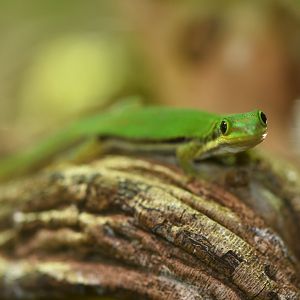 Phelsuma quadriocelatta