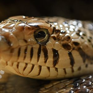 Pithuophis melanoleucus